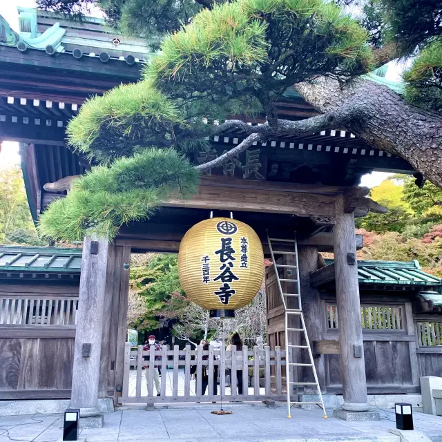 【神奈川】あじさいや紅葉も有名🍁長谷寺