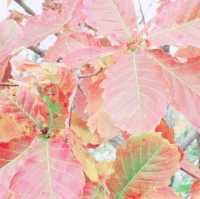 紅葉のメヌショロ沼