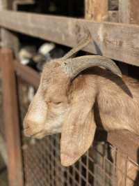 《穿越漢楓》大棠漢服節 親親小動物🦚