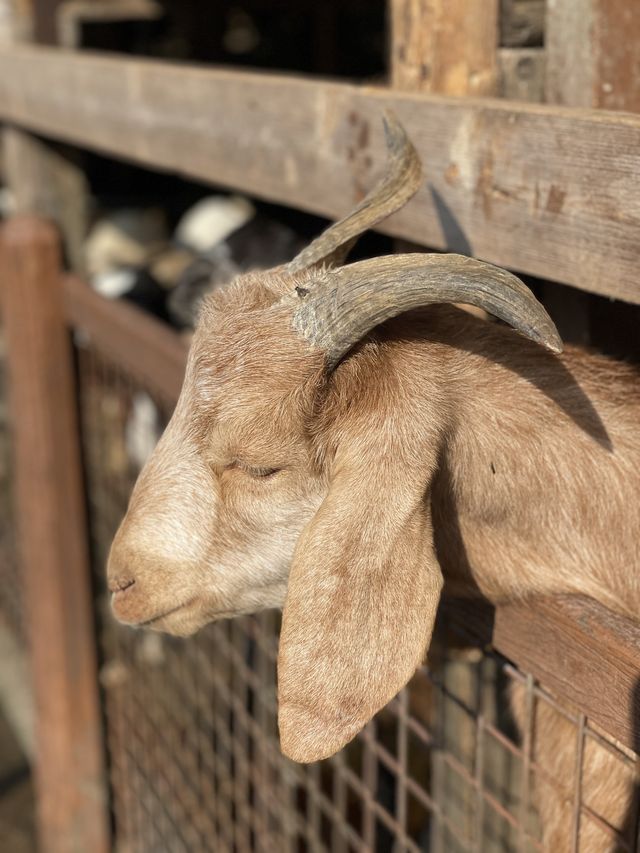《穿越漢楓》大棠漢服節 親親小動物🦚