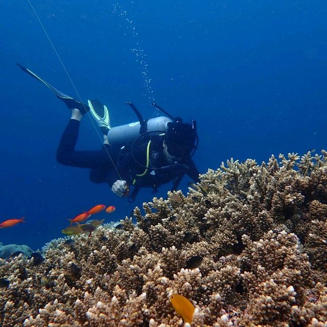 Dive in Sipadan island, Semporna, Sabah 