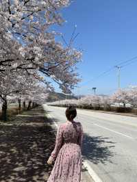 드라이브하면서 보기 좋은 전북 고창 벚꽃길 🌸