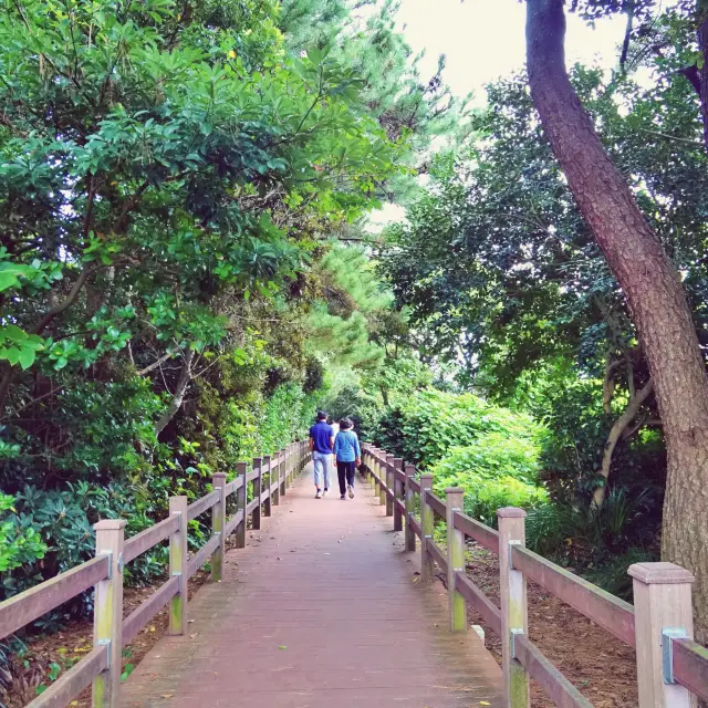 🌳 숲길을 산책하며 섬 한바퀴, 새섬