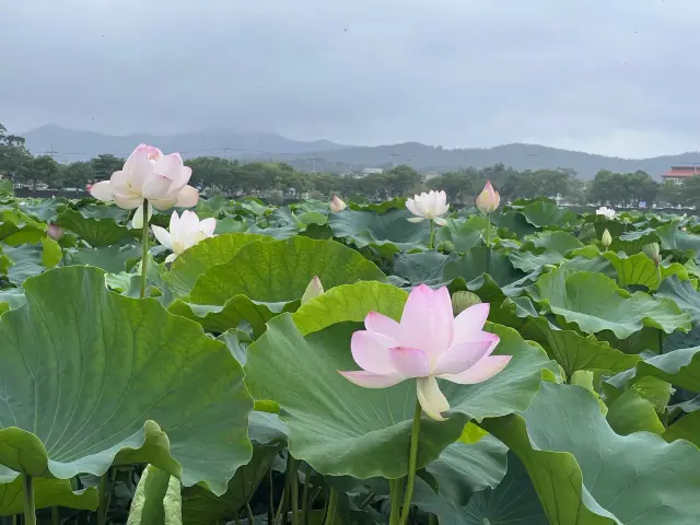 무안회산백련지