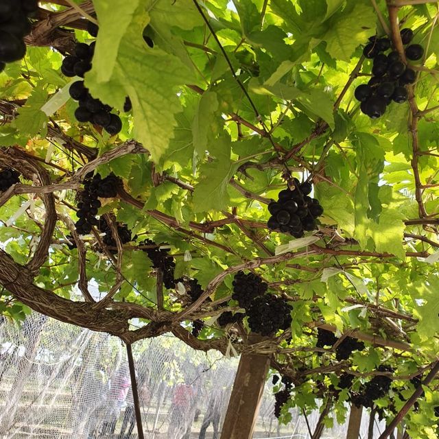 Khai Yai Winery.. Amazing