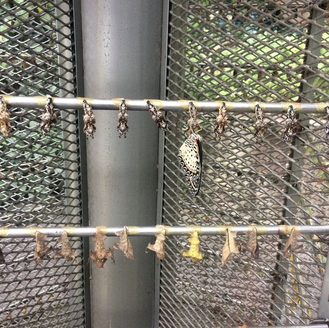 Watch The Butterflies Fly Before Taking Your Flight 