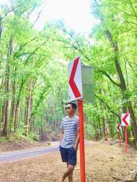 Bilar Man-made Forest
