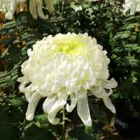 兵庫県！明石の菊花展覧会は素晴らしい