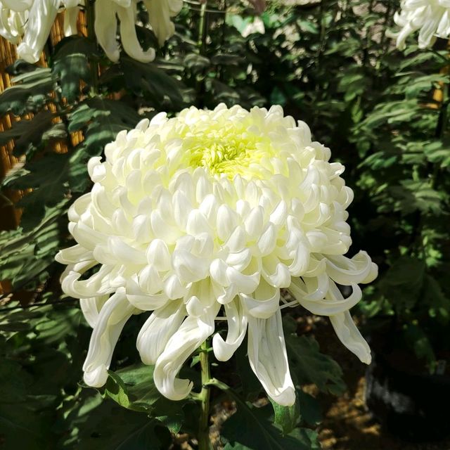 兵庫県！明石の菊花展覧会は素晴らしい