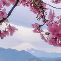 “Matsuda Cherry Blossom Festival” 🌸