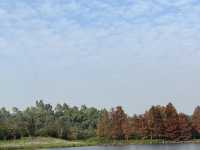 濕地公園的落羽松