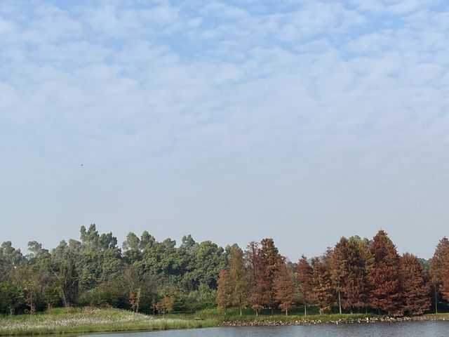 濕地公園的落羽松