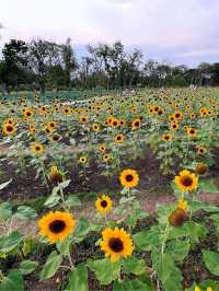 ทุ่งทานตะวันบานกลางกรุง2023 @สวนรถไฟ 🌻🤍🌿