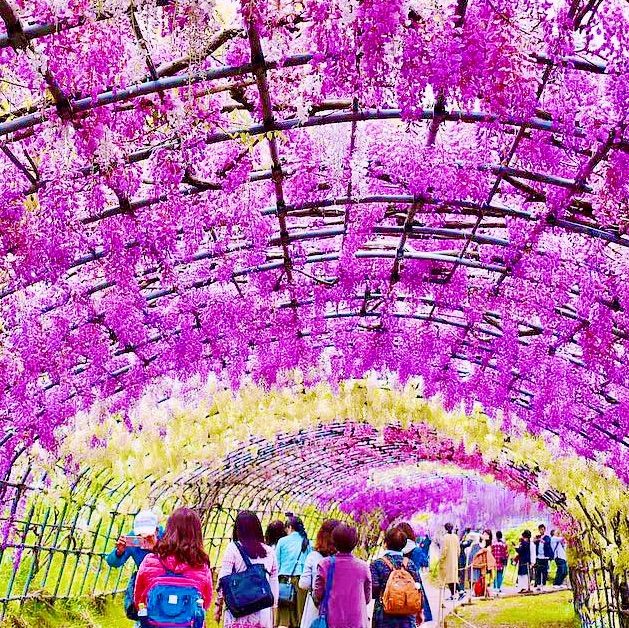 【福岡】藤棚の絶景をみよう！河内藤園