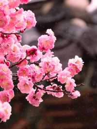 한옥과 꽃을 조화는 사랑이죠❣️