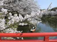 【桜まつり】弘前公園