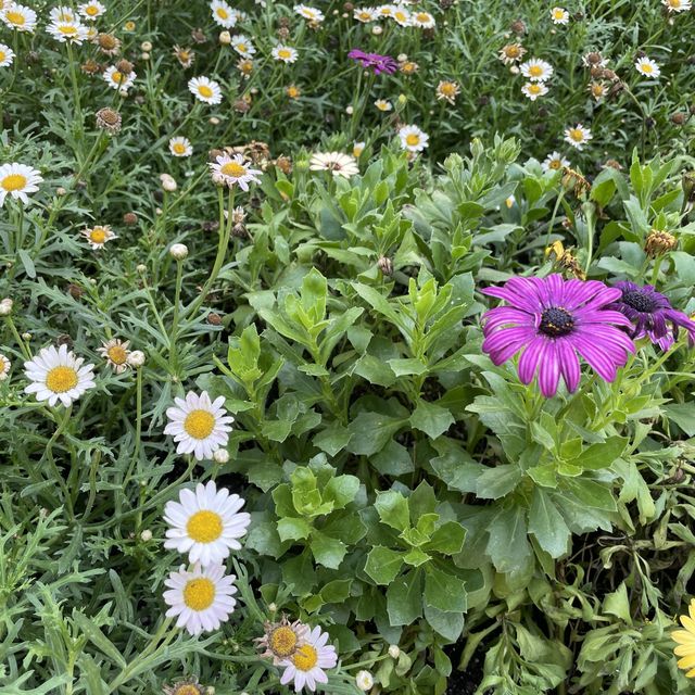 꽃이 보고 싶을 때 가볼만한곳 아산 세계꽃식물원 🌺