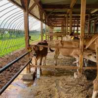 【京都】濃厚ミルクと牛さん牧場
