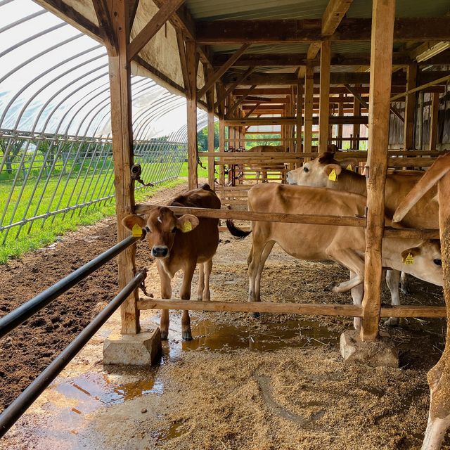【京都】濃厚ミルクと牛さん牧場