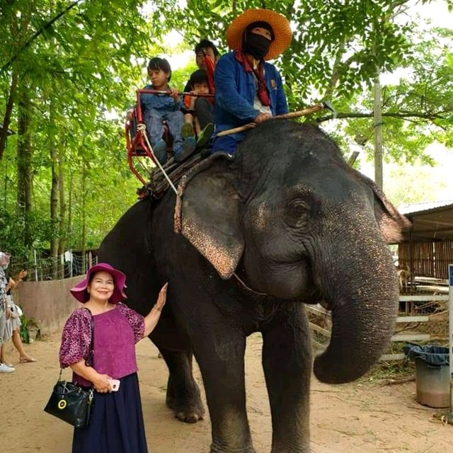 จิบกาแฟ ดูช้าง ที่มองช้างคาเฟ่ 🐘🐏🌳🌿🍂🍃