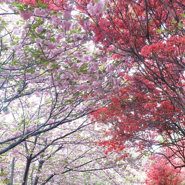 Wansan Park  (full of flower)