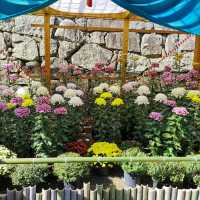 兵庫県！明石の菊花展覧会は素晴らしい