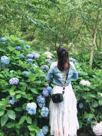 繍球花季景點 杉林溪森林遊樂園