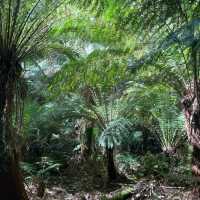 great Otway National park 