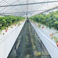 【いちご狩り】いろんな種類のいちご食べ放題！🍓🍓