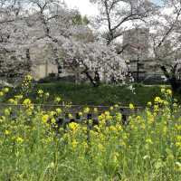 愛知県岩倉市　五条川の桜