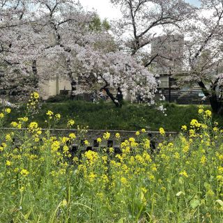 Cherry blossoms along Gojo River, Iwakura City, Aichi Prefecture