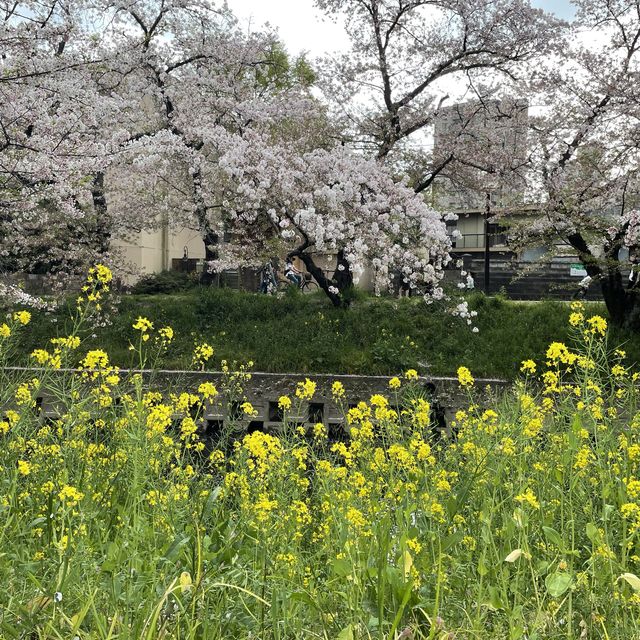 愛知県岩倉市　五条川の桜