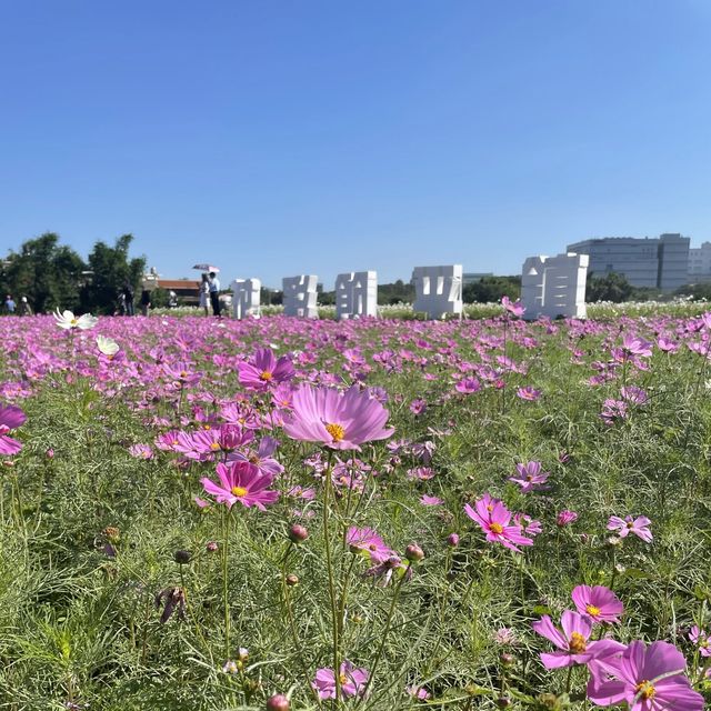 2021桃園花季在平鎮🌸🌼大家一起野球趣吧⚾️！