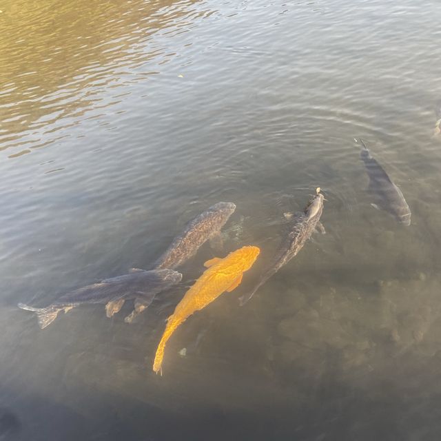 湯の坪街道〜金鱗湖