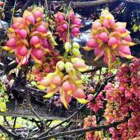 去華南植物園賞禾雀花，郊遊、露營、野餐⋯⋯