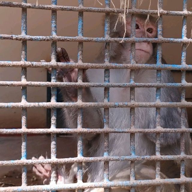 Bangladesh Dhaka International zoo 