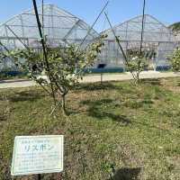 名古屋　フルーツパークのレモン園