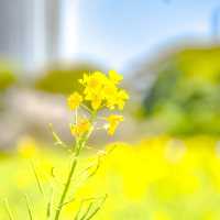 浜離宮の美しい菜の花畑の中