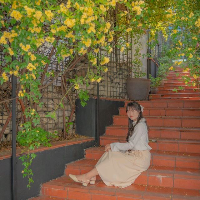 [목향장미와 예쁘게 찍는방법! 대구카페, 큐바이쿼트🌼]
