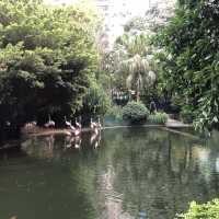 難得九龍市區有個鳥湖