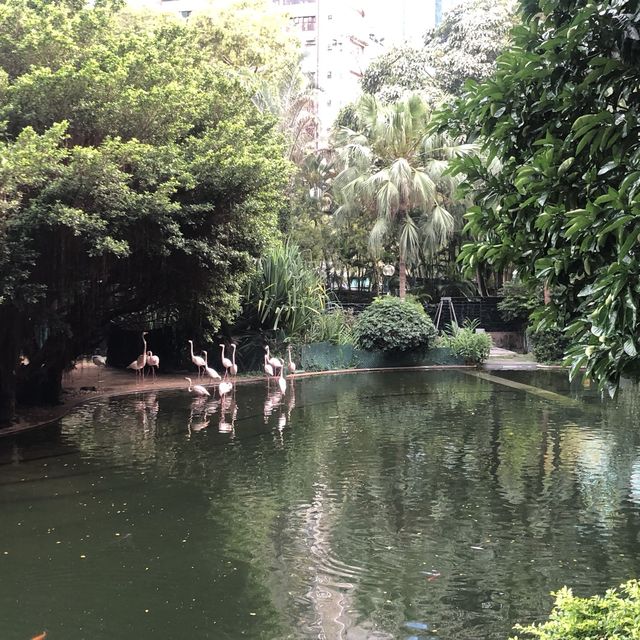 難得九龍市區有個鳥湖
