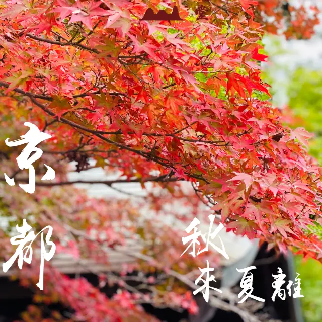 京都「伏見稻荷大社」之「千本鳥居」 💁🏻‍♂️ 連續兩年被票選為外國人訪日最受歡迎的景點