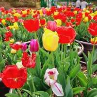 Plentiful tulips at Bucheon Mureungdowon