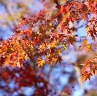 長瀞の紅葉ちょー綺麗！是非行ってみてください