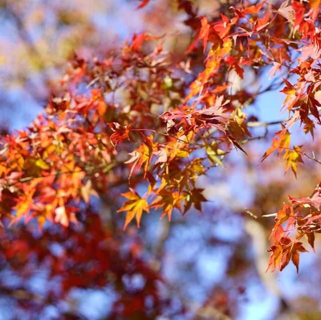 長瀞の紅葉ちょー綺麗！是非行ってみてください