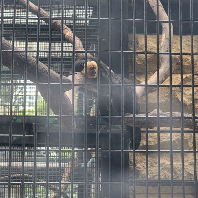 公園特色，歴史