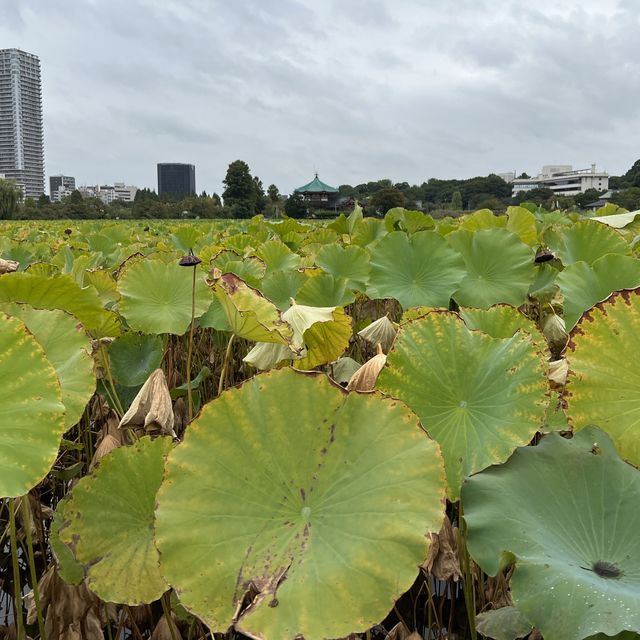 Lotus Blooms at Shinobazu Pond