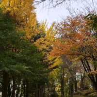 The Autumn foliage ใบไม้เปลี่ยนสีที่กรุงโซล