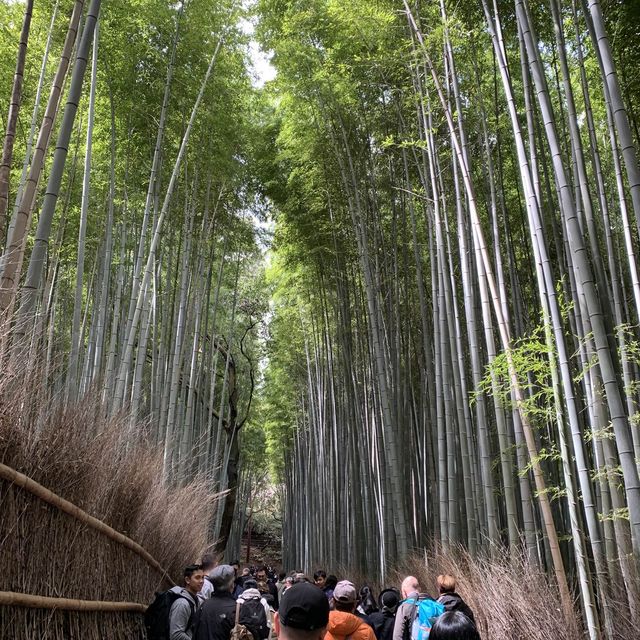 嵐山 竹林之道