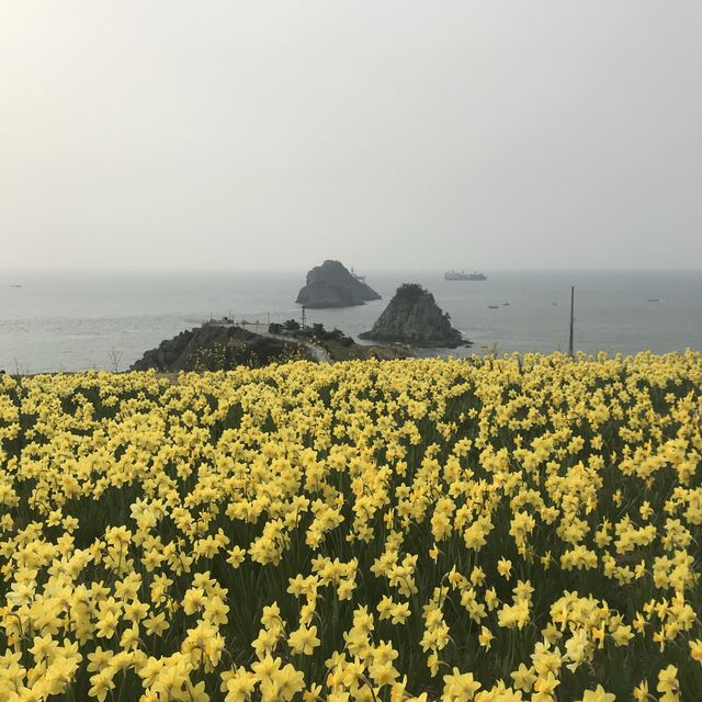 부산 오륙도 수선화가 예뻐요